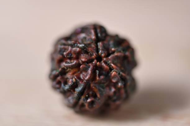 11 mukhi rudraksha benefits