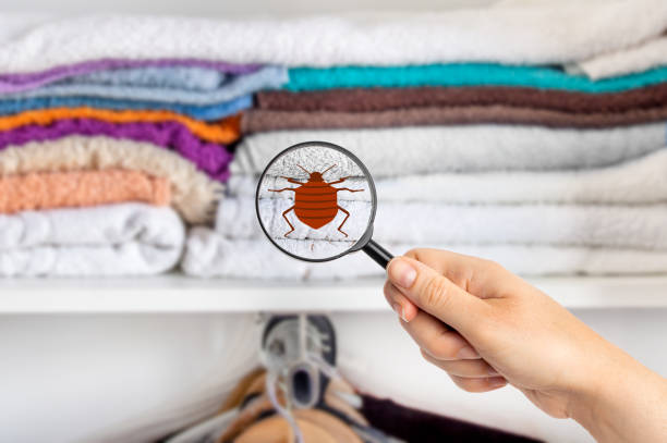 bed bugs in Cleveland
