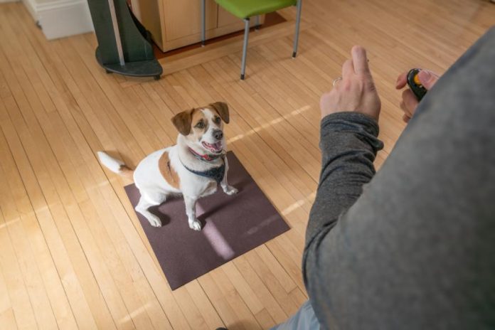 dog obedience training near me